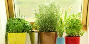 Apartment Gardening - Obernauer Insurance Agency Blog